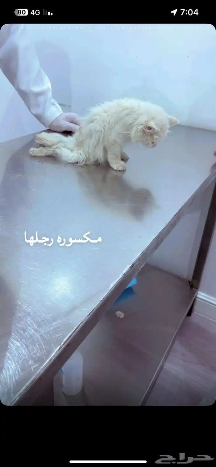 قطة رجلها مكسوره من يسعفنا بالتجبير 0