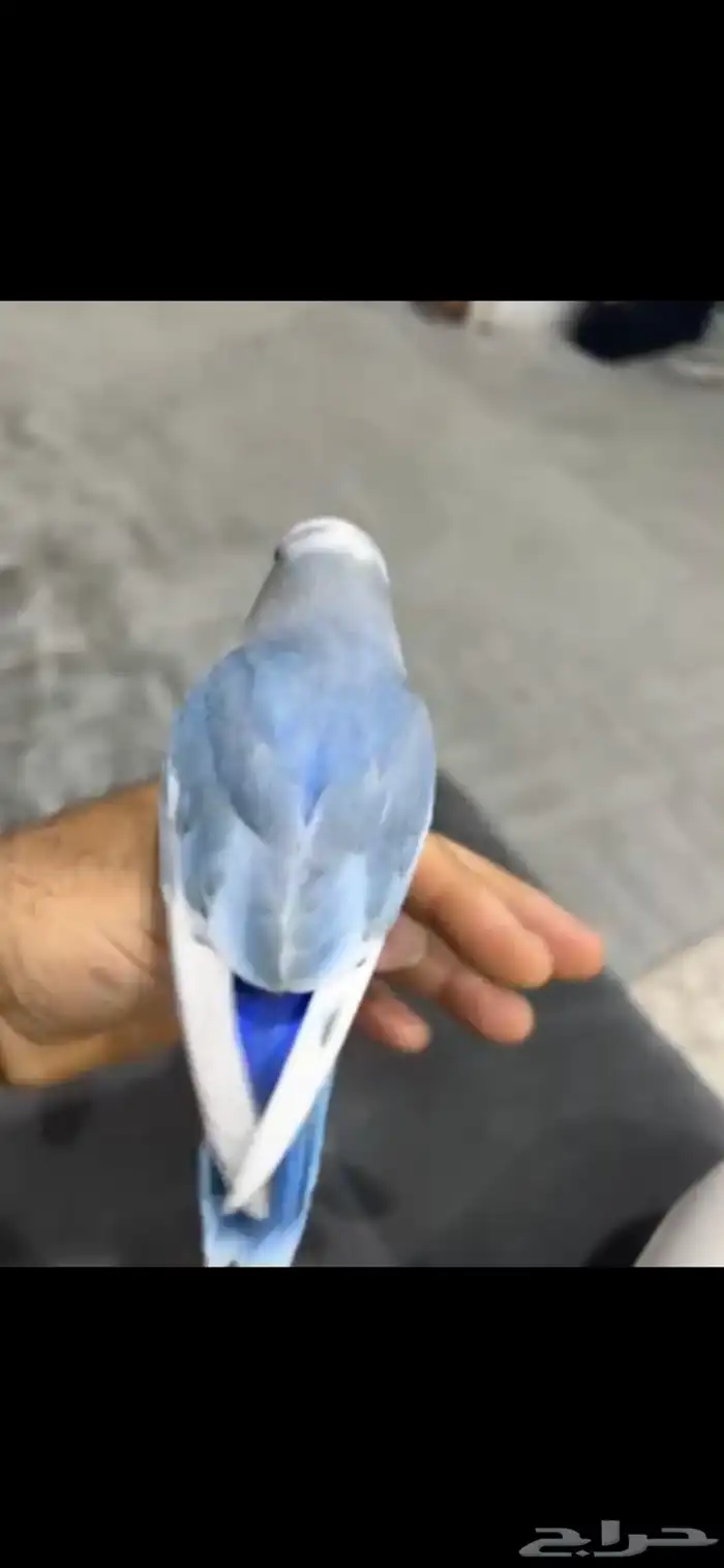روز اليف 0