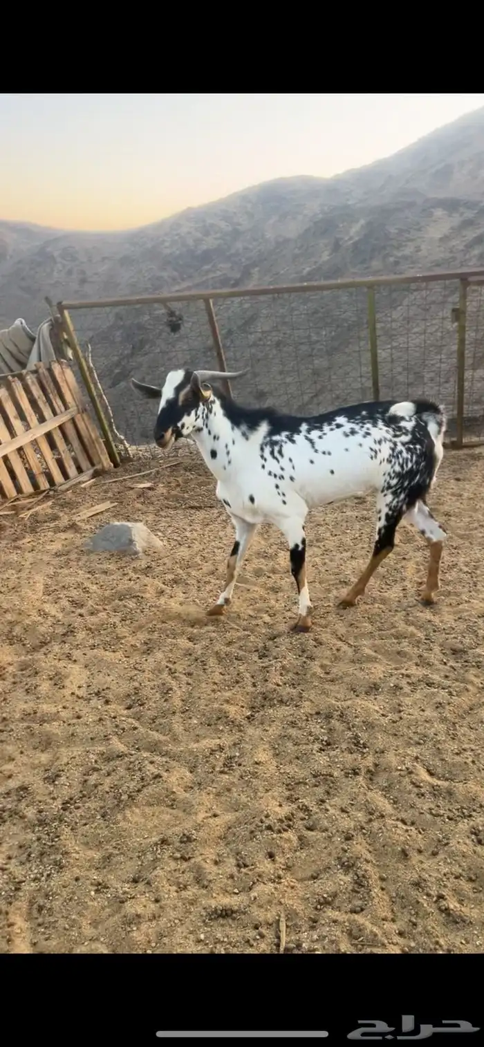 تيس بيشي فحل للبيع 1