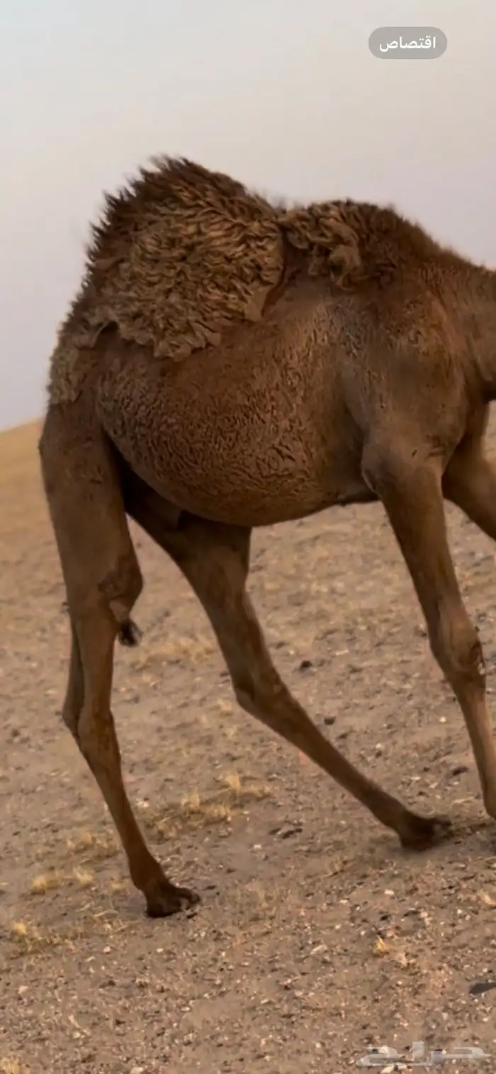 قعود قصب ولا فحل 3