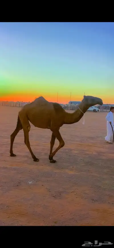 بكره صفراء index