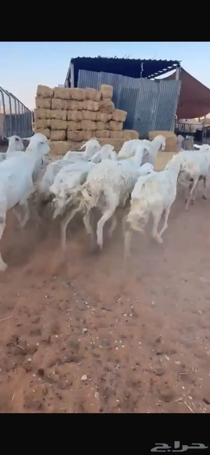 للبيع شياه حريات 0