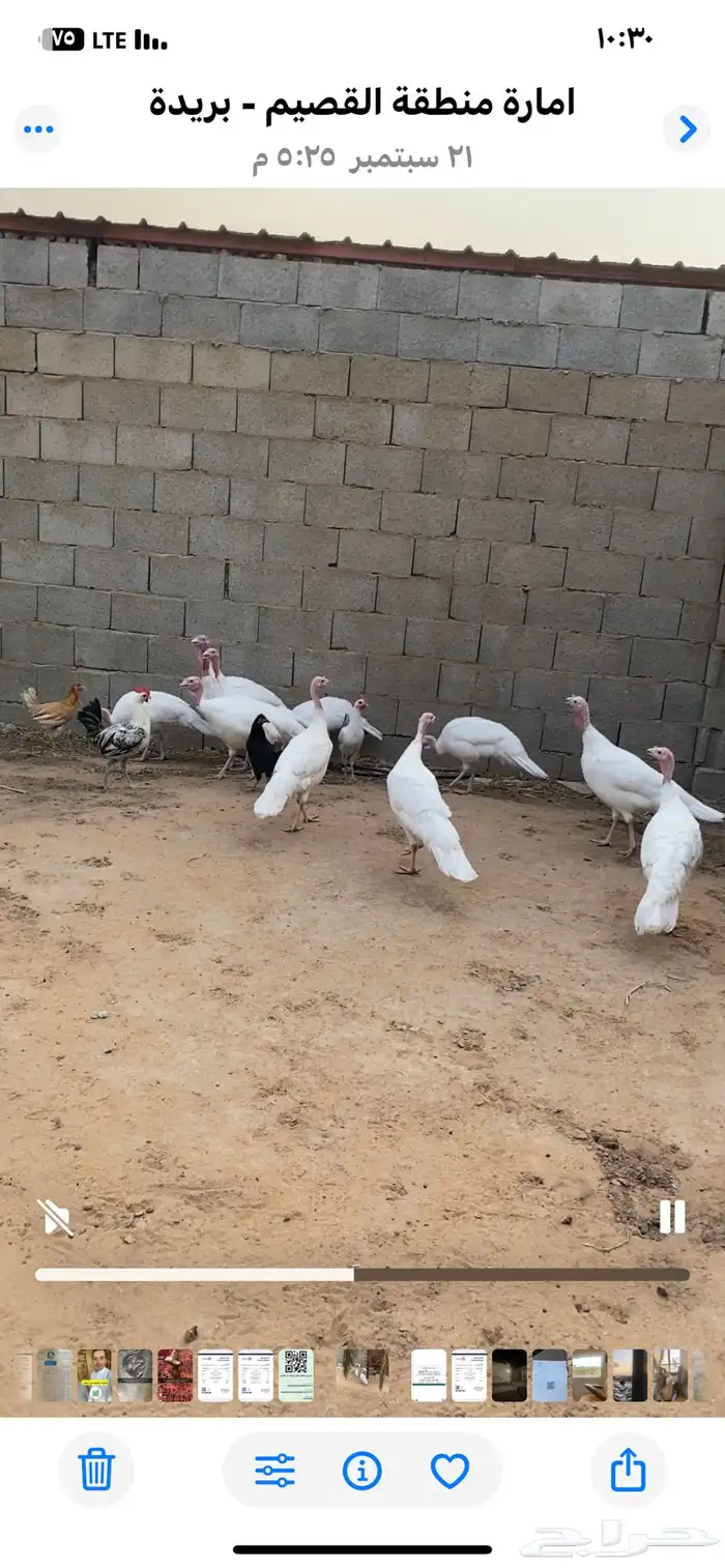 للبيع دجاج رومي ابيض العدد 12 حبه ديكين وعشر دجاج رومي 3
