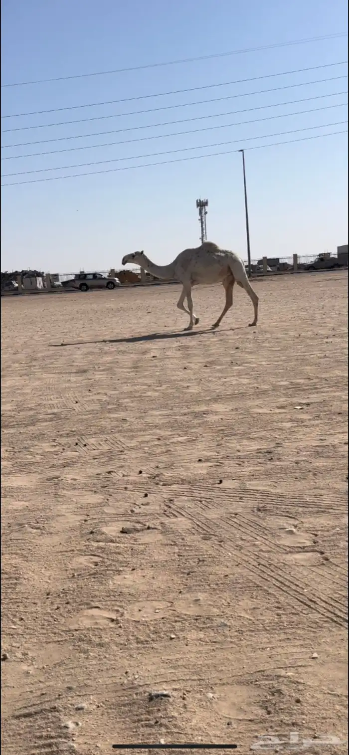 لقحه كفوو 0
