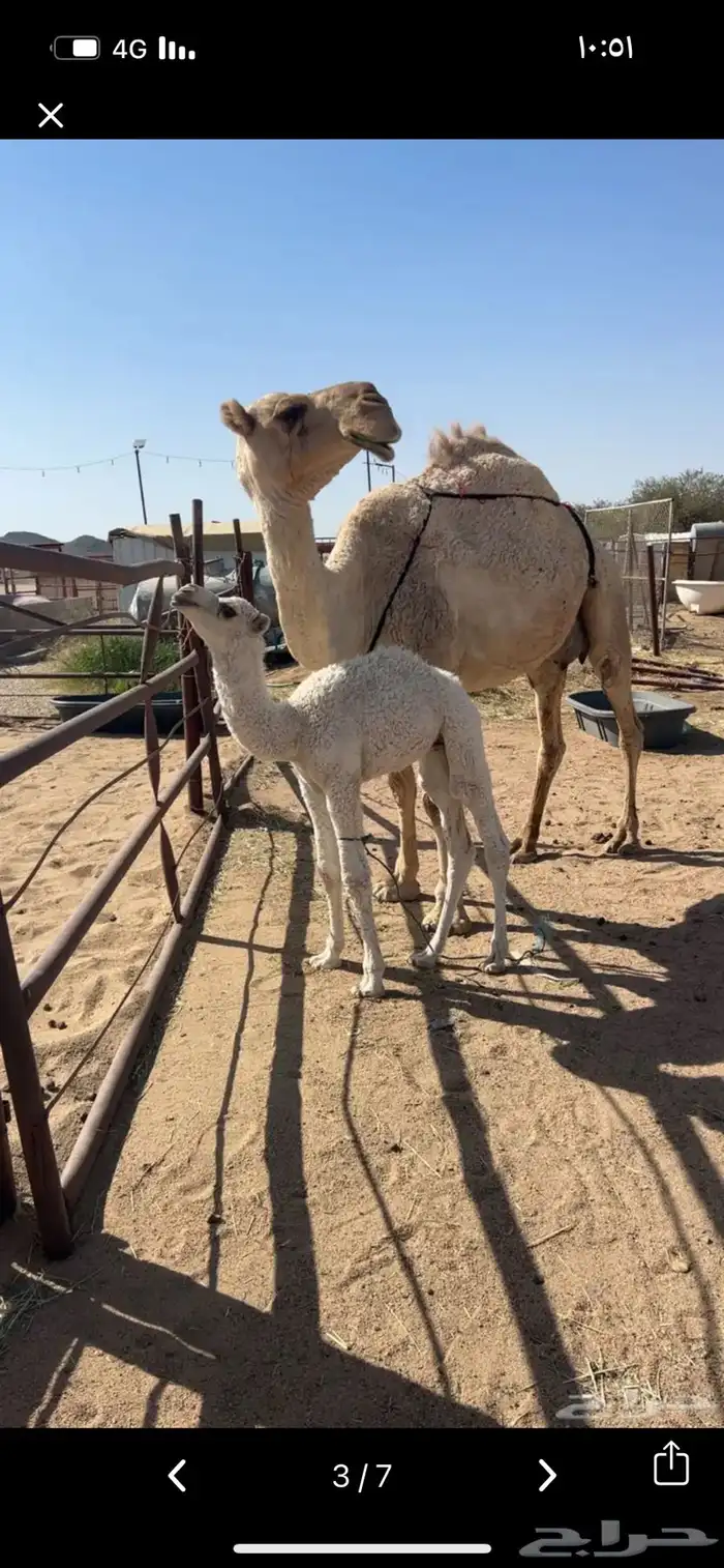 خلفه شقح ثلوث عليه قعود 0