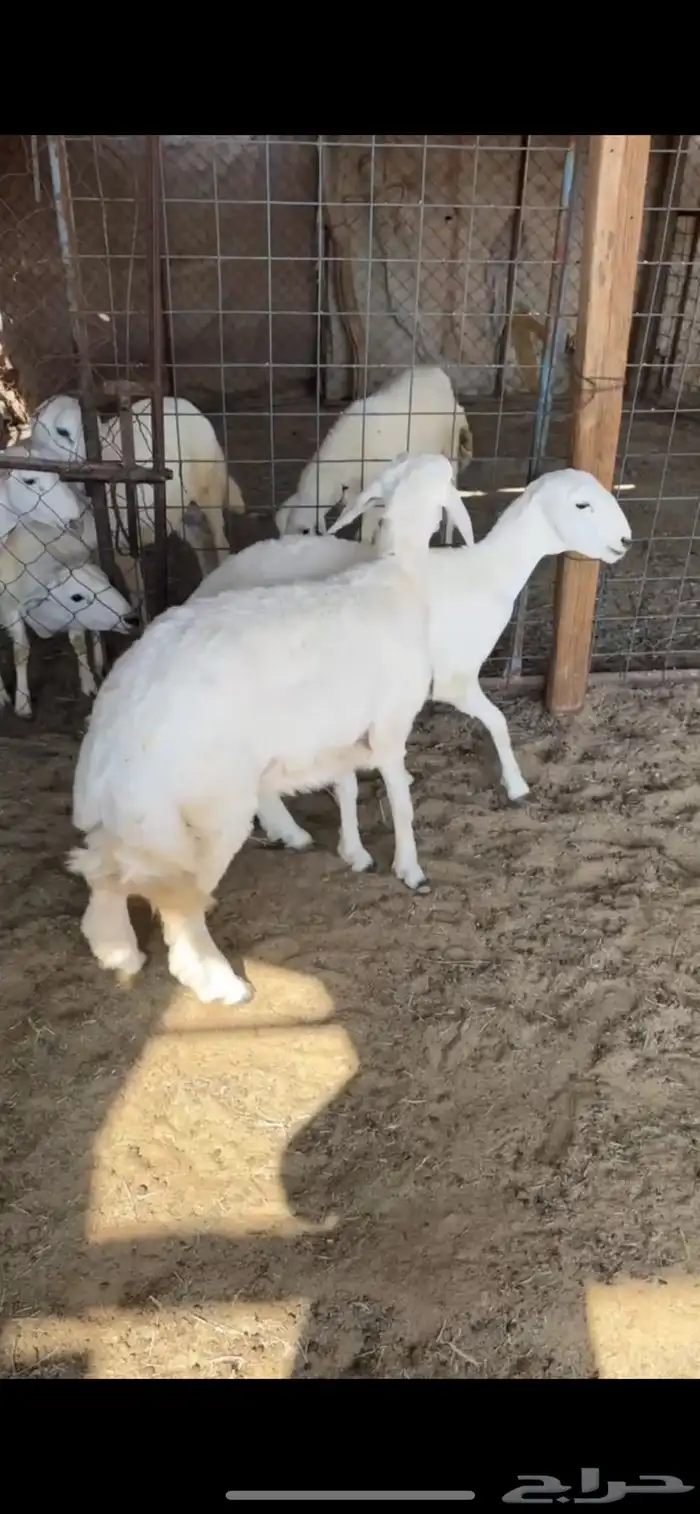 رخل 1