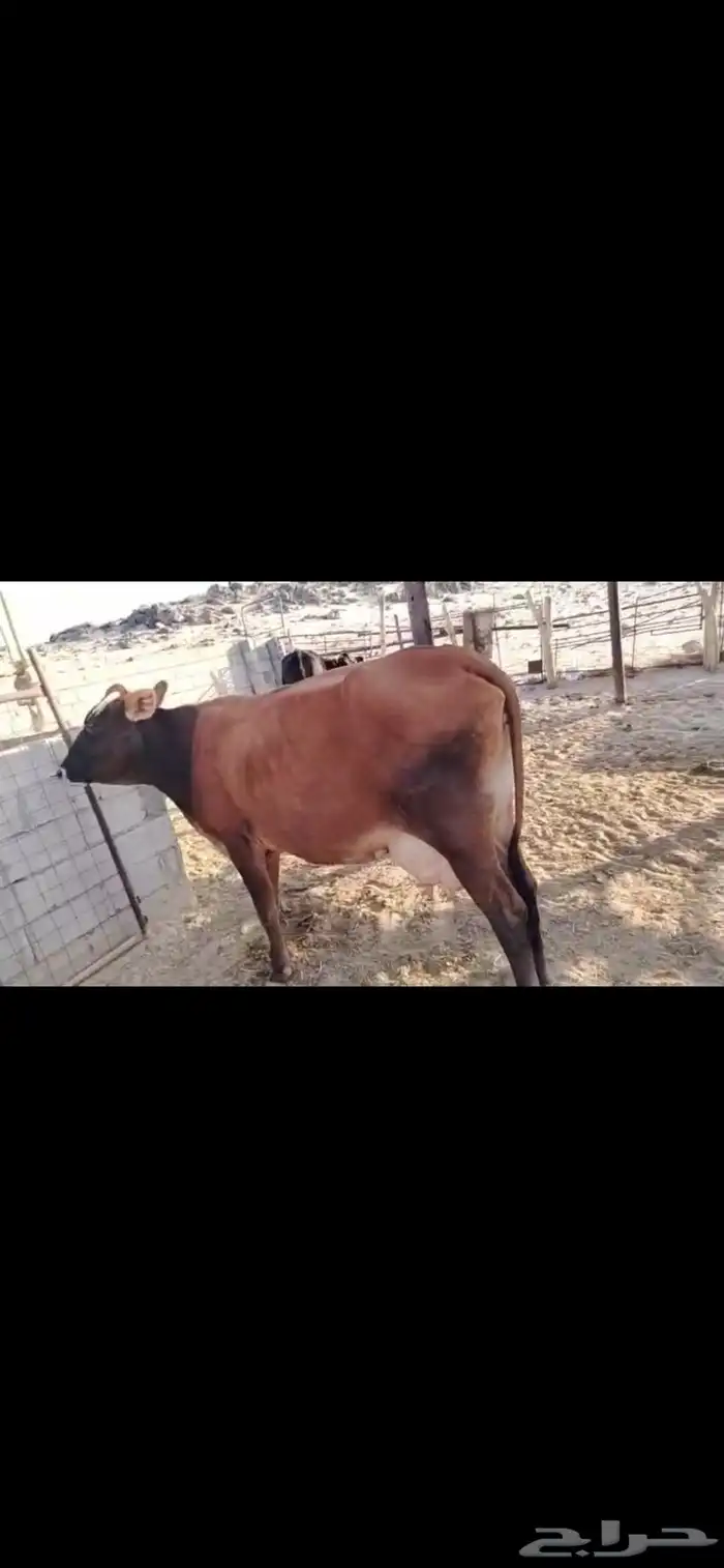 بقره للبيع لقحه على سوم تواصل مع ارقم 0