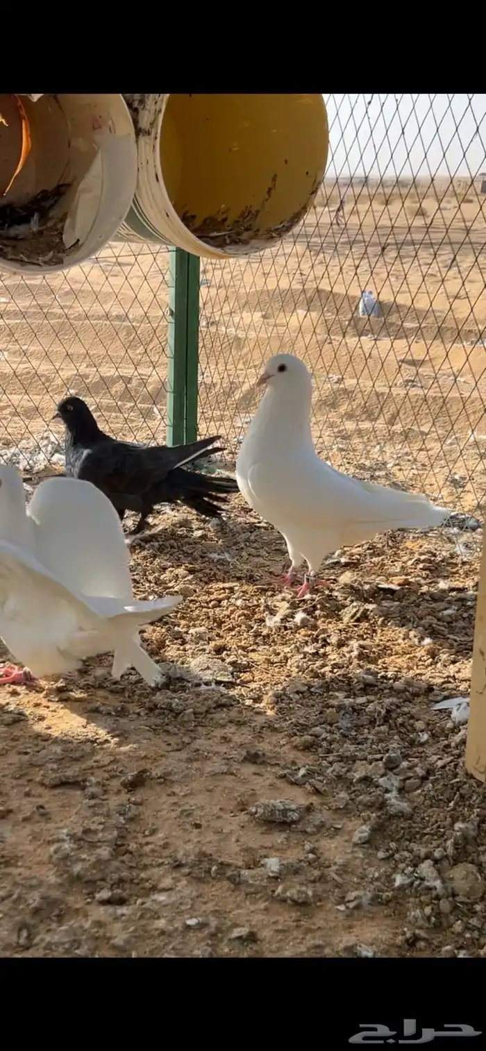 الخرج 3