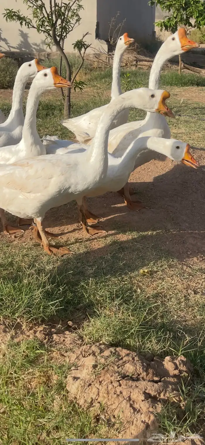 وز بلغاري اصل 1