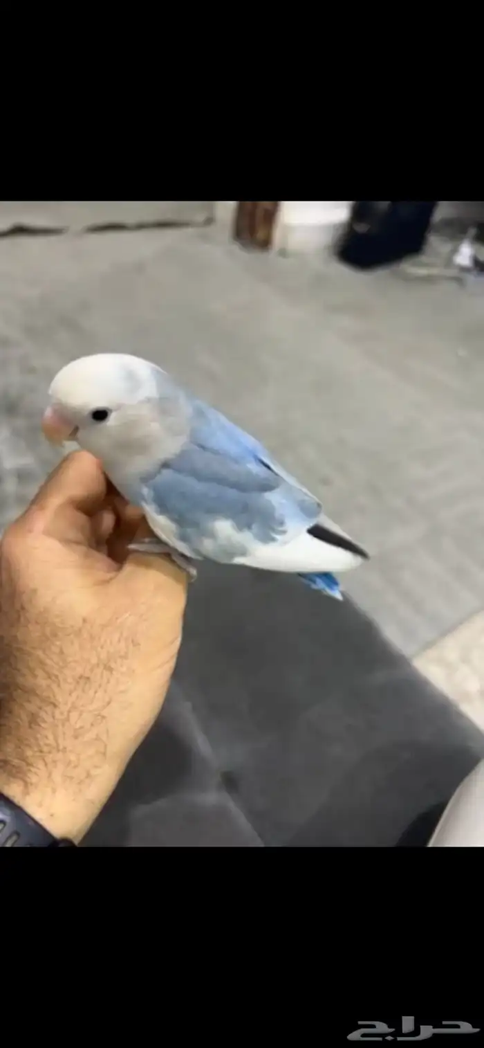 روز اليف 1