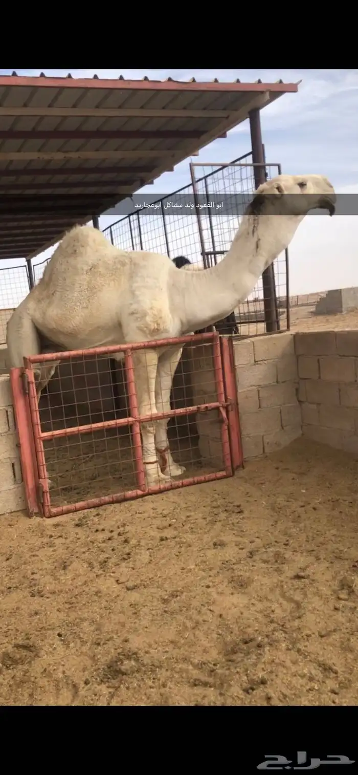 قعود كفو للبيع 10