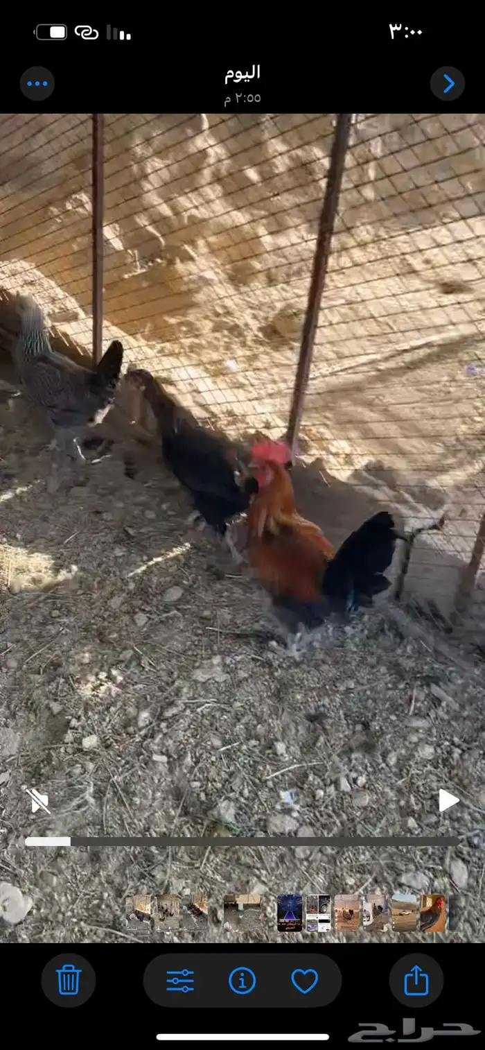 ديكه 0
