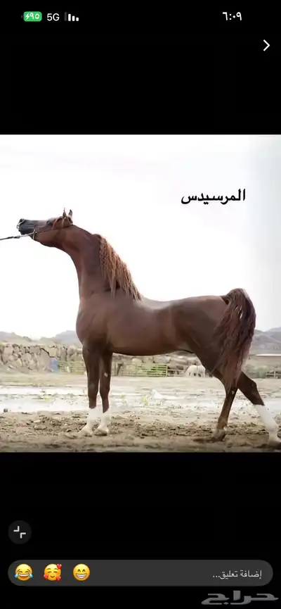 للبيع مهر ولد مرسيدس 0