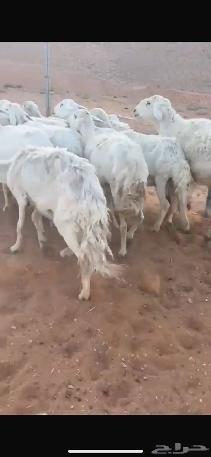 للبيع شياه حريات 1