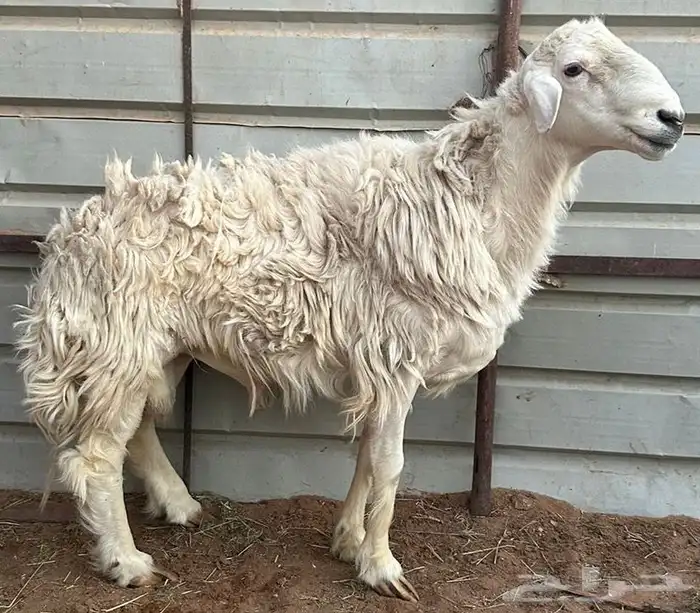 فحل حري مشروط بعيسي 0