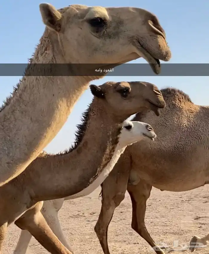 قعود كفو للبيع 5
