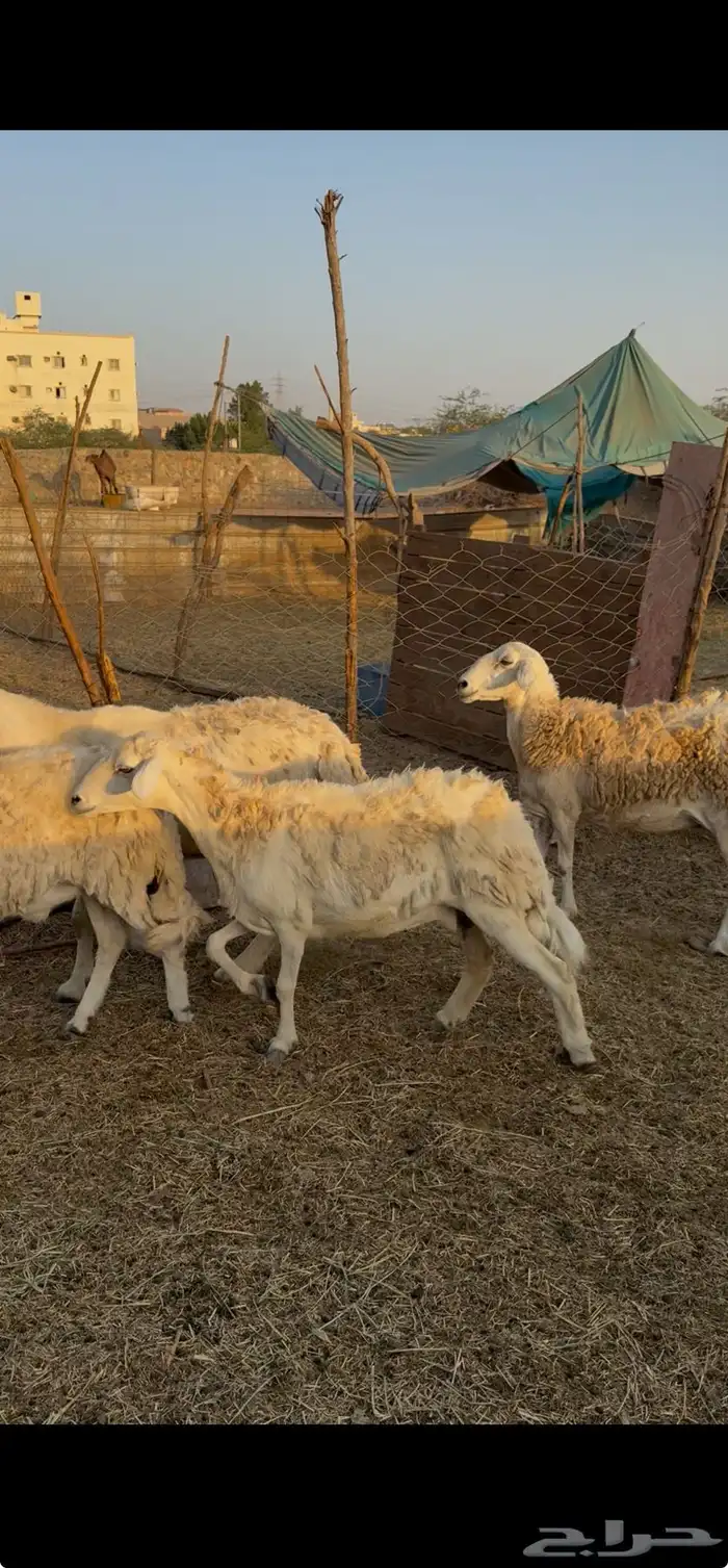 5 ضان حريات دفيع مراح واحد بفحلها كفوو ع 780 لاول زبون 4
