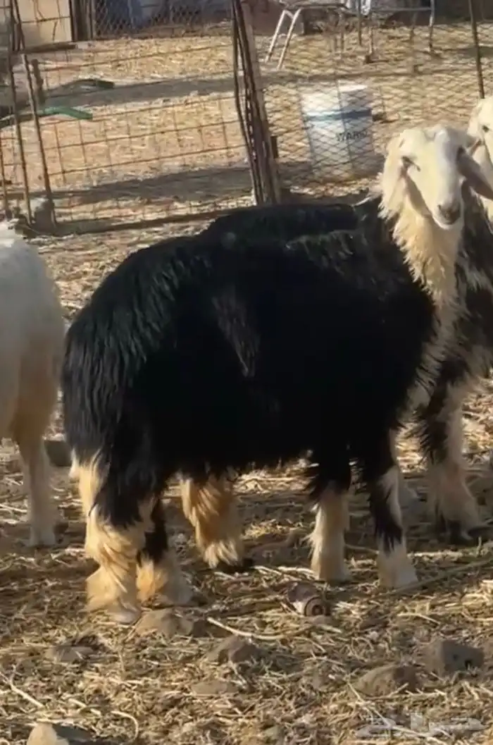 خرفان نجد جذعان 4