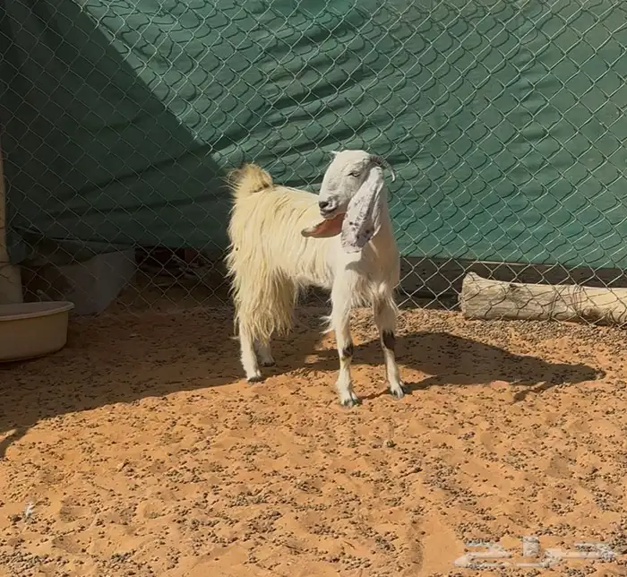 عنز ثنيه ورخال حريات ذبايح 0