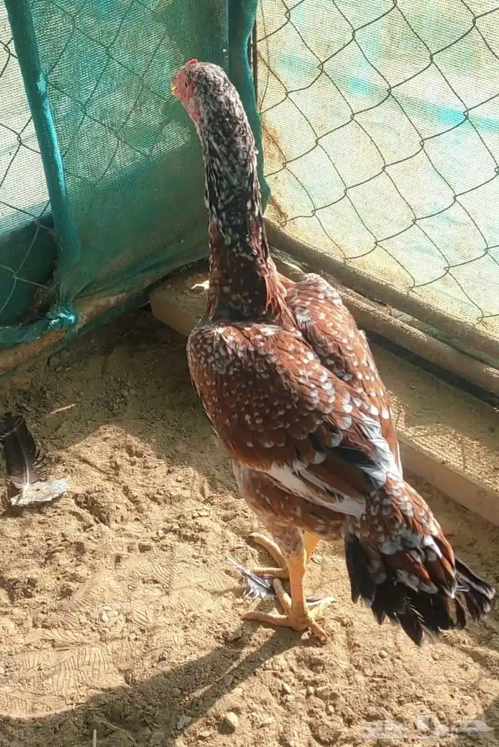 دجاج سندي 0