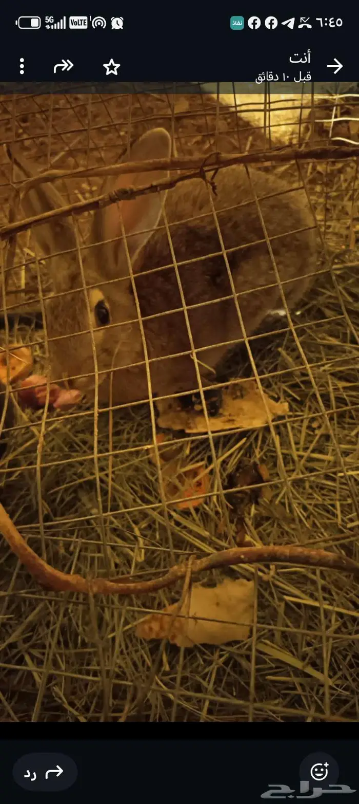 أرنب المزاحمية 0