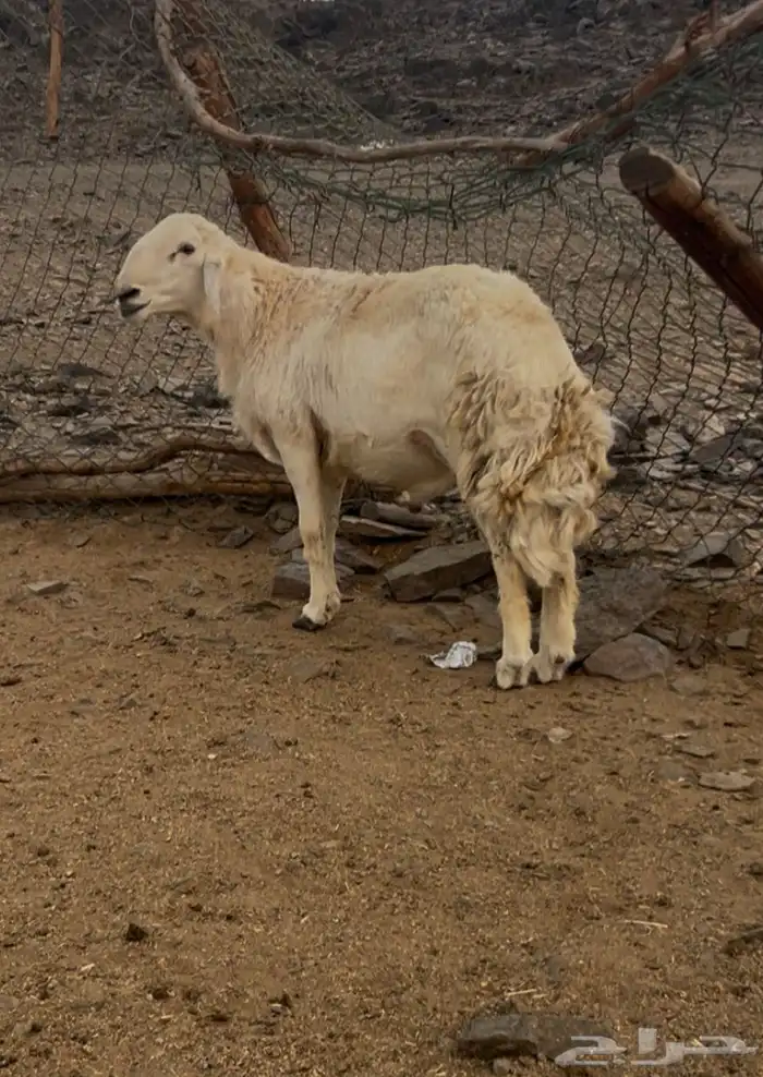 طلي مشروط ضراب ومشروط مالطيه السن ثني 3