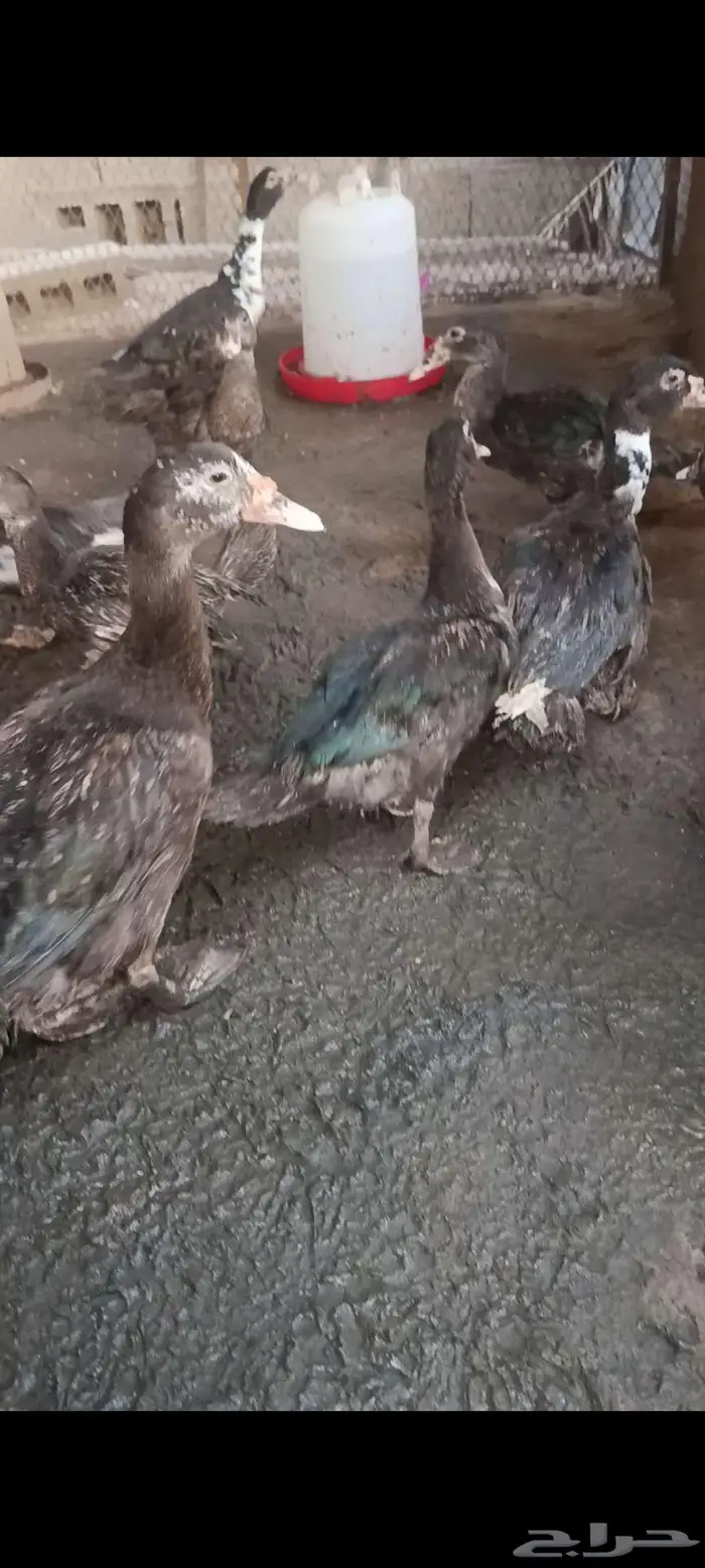 للبيع بط مصري 1