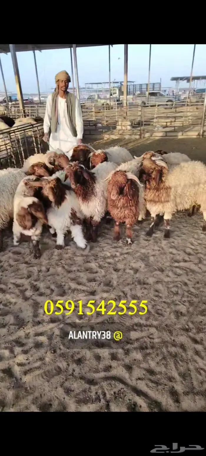 ذبايح بريه كاش وتابي وتمارا وامكان واصله لبيتك 0