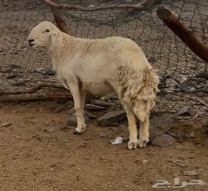 طلي مشروط ضراب ومشروط مالطيه السن ثني 0