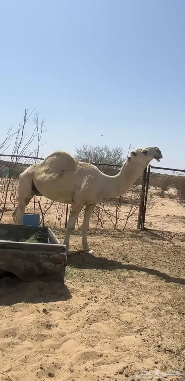 بعير كفو 0