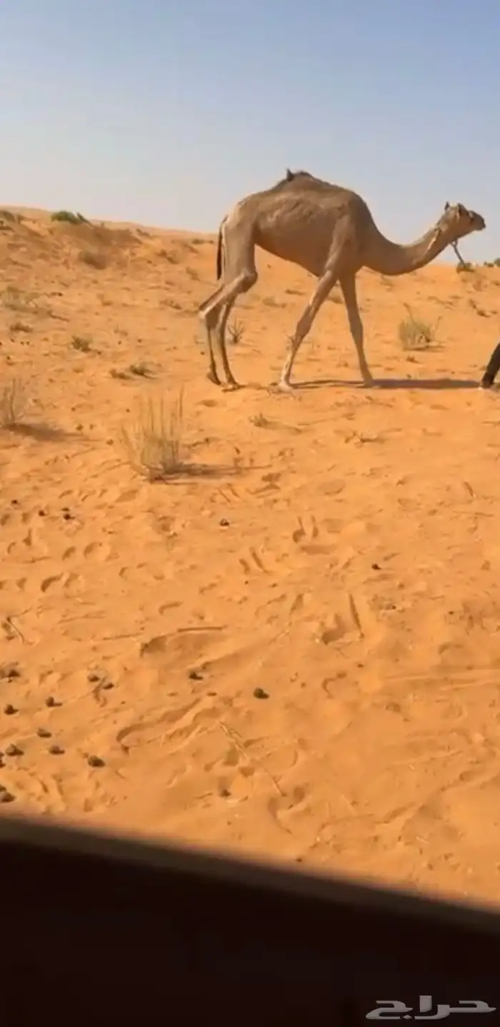 رحول. طوع 1