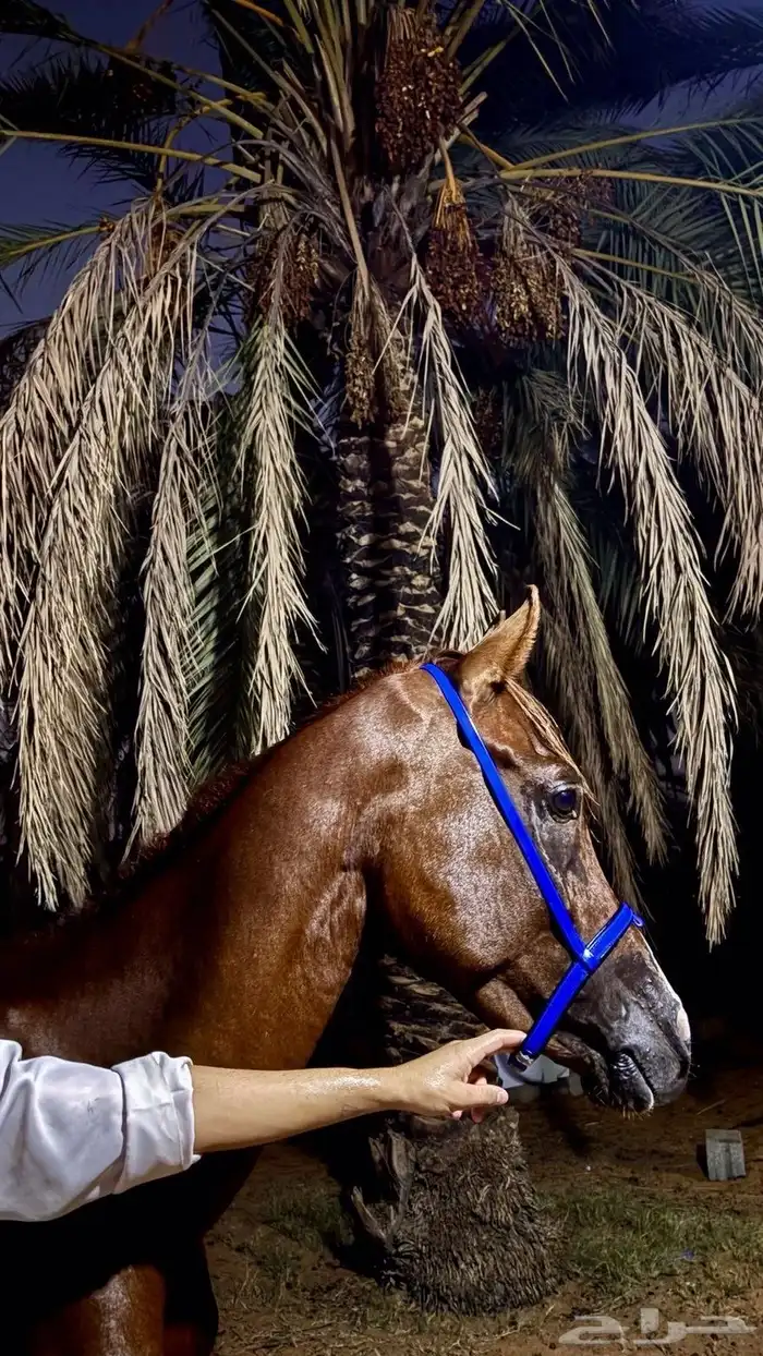 خيل شعبي العمر 4 2