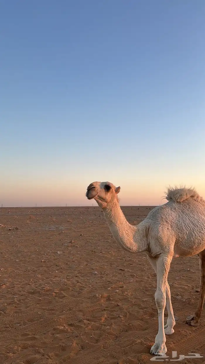 قعدان على بعارين حمد الحيسوني 2