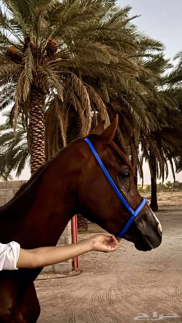 خيل شعبي العمر 4 4