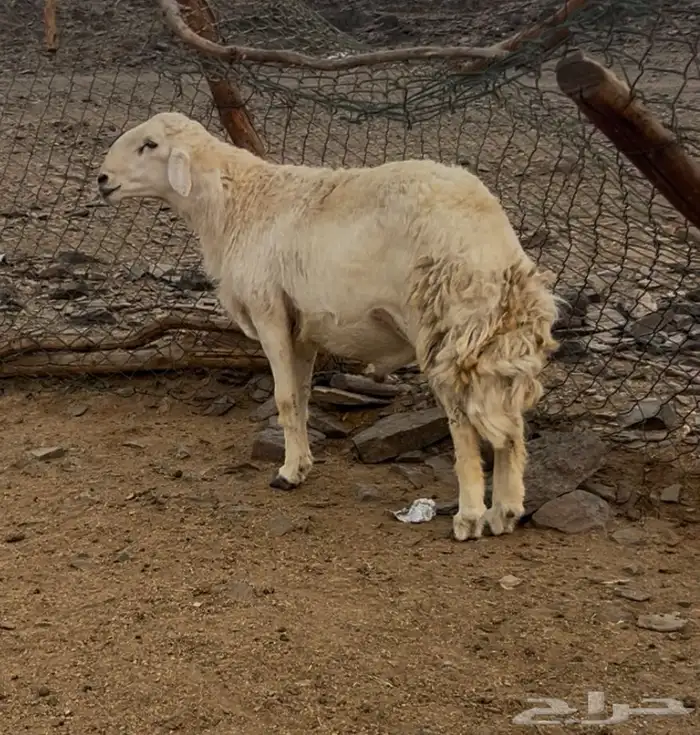 طلي مشروط ضراب ومشروط مالطيه السن ثني 1