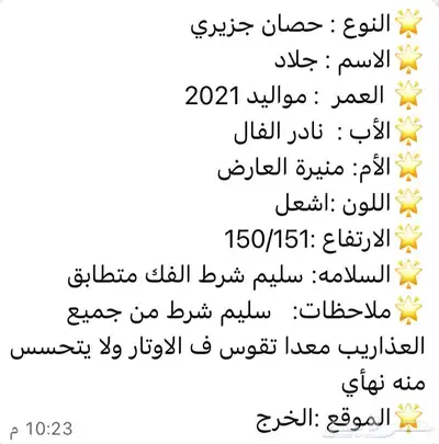 حصان جزيري index