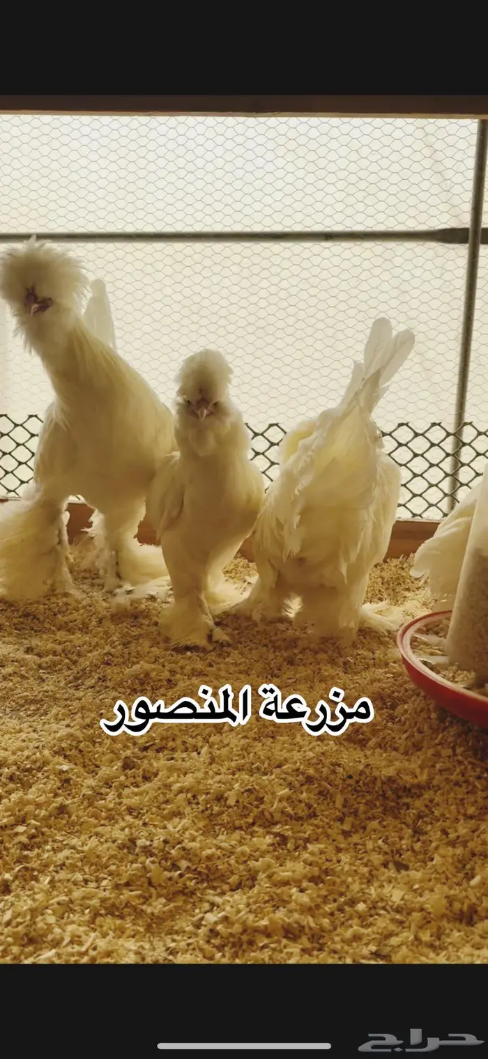 فروخ سلطاني وايت 0