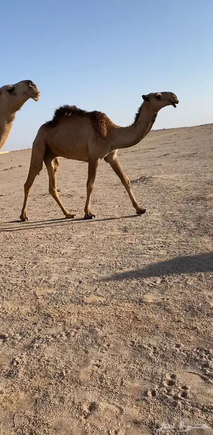 قعود كفو للبيع 2