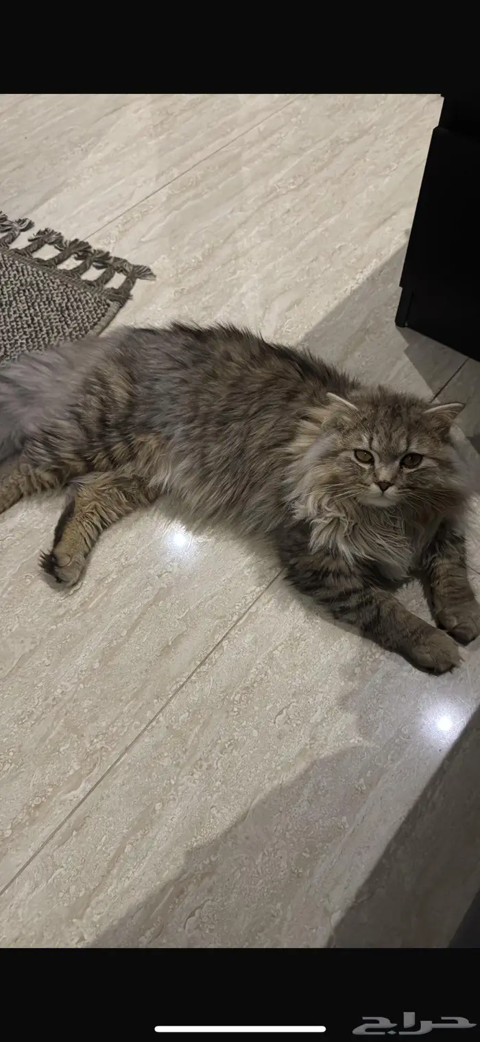 قط شيرزاي ذكر للبيع ب 150 1