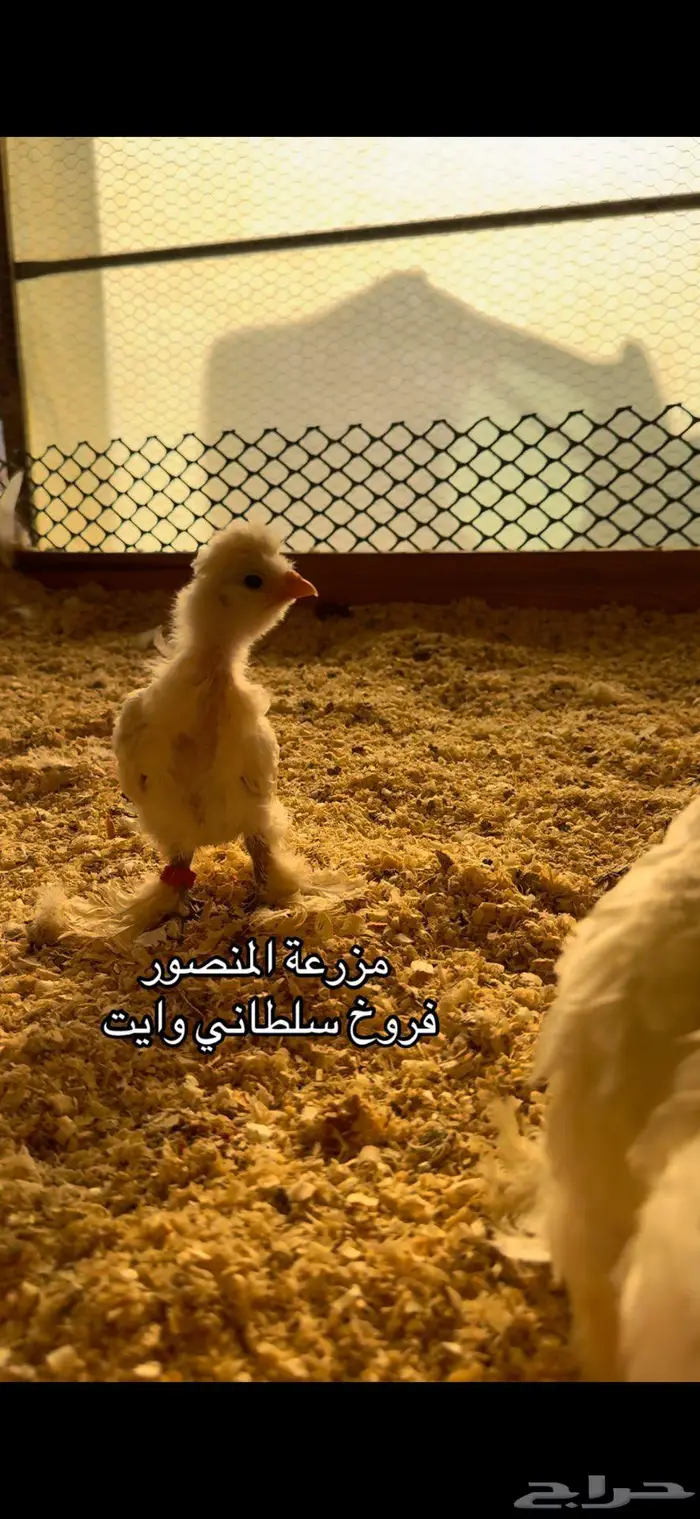 فروخ سلطاني وايت 1