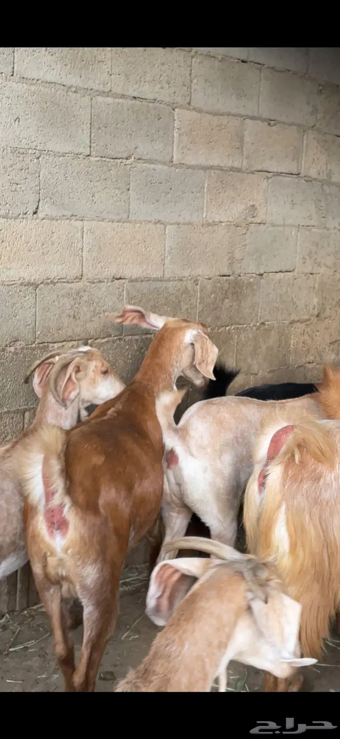 معزا صنف وفواخر 4