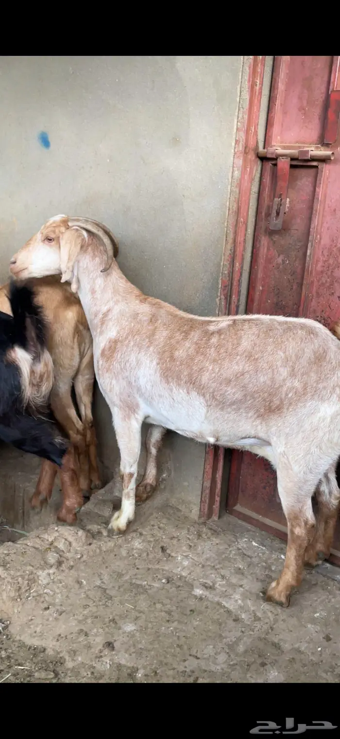 معزا صنف وفواخر 9