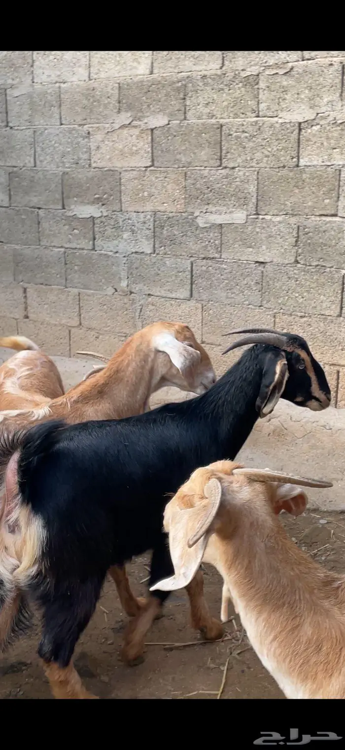 معزا صنف وفواخر 5