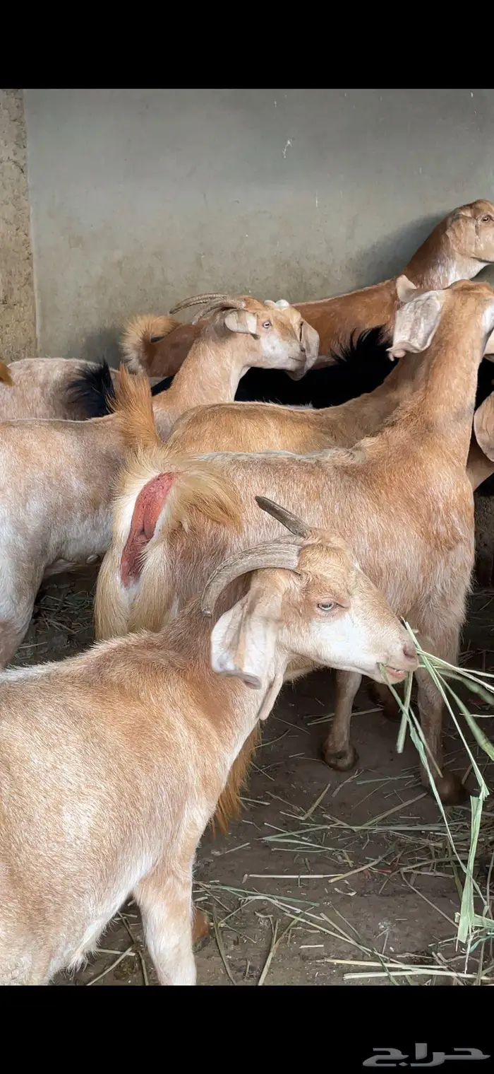 معزا صنف وفواخر 8