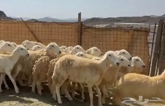 رخال حرش مراح 3