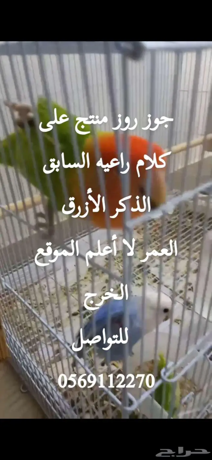 جوز روز سبق و أنتج الخرج 2