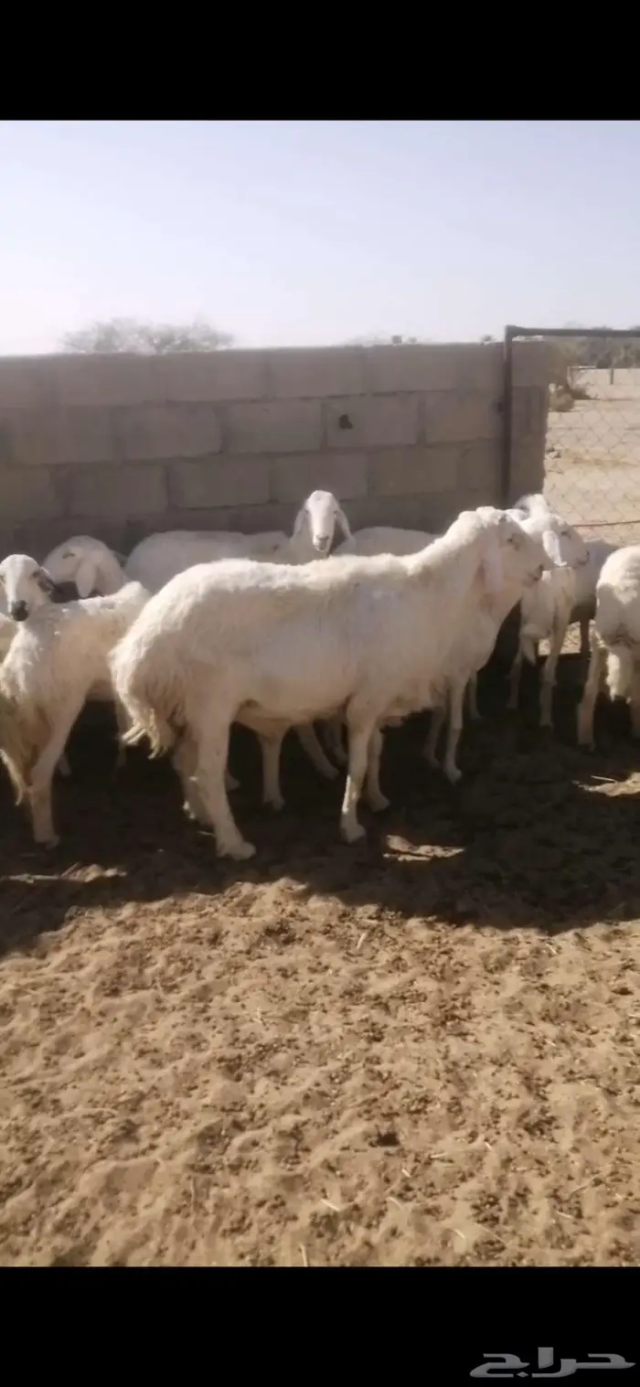 جذعات دفيع 0