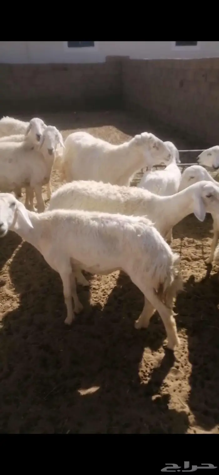 جذعات دفيع 4