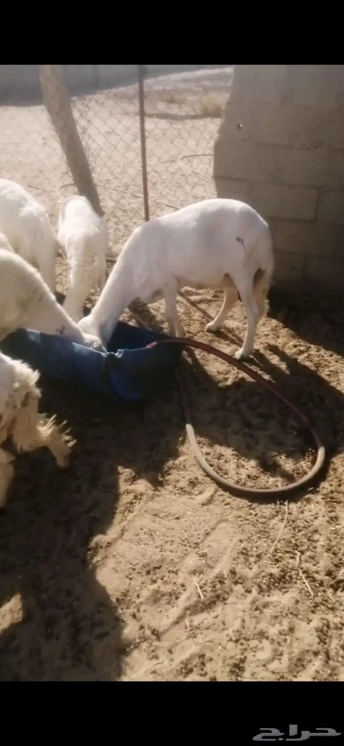 جذعات دفيع 3