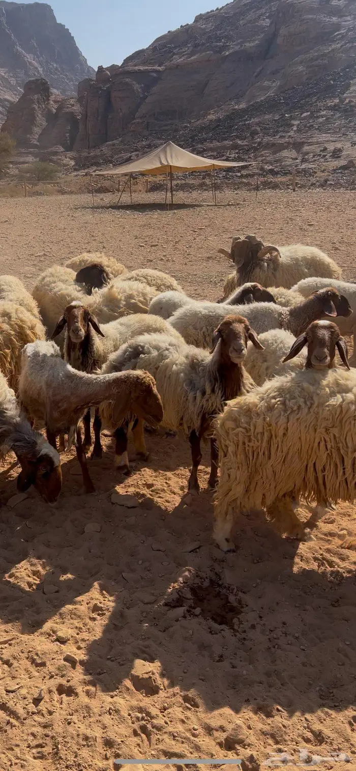 غنم نعيم مقنوي مراح كامل 2